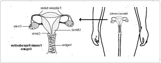 Salpingo-oophorectomy - kohdunulkoinen raskaus. jälkeen andndash; sairaalassa. Salpingo-oophorectomy - kohdunulkoinen raskaus. jälkeen andndash; sairaalassa.