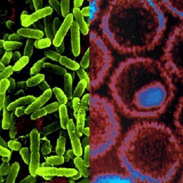 Virukset ja bakteerit. kuinka virus-ja bakteeri leviää? Virukset ja bakteerit. kuinka virus-ja bakteeri leviää?