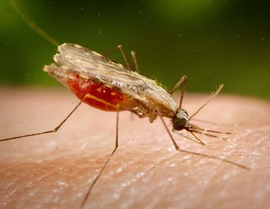 Malaria. miten kiinni malarian? Malaria. miten kiinni malarian?