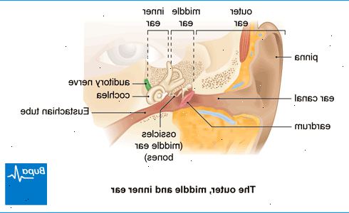 Otitis vuonna ulkokorvan (ulkokorvatulehdus). mikä on korvatulehdus ulomman korvan? Otitis vuonna ulkokorvan (ulkokorvatulehdus). mikä on korvatulehdus ulomman korvan?