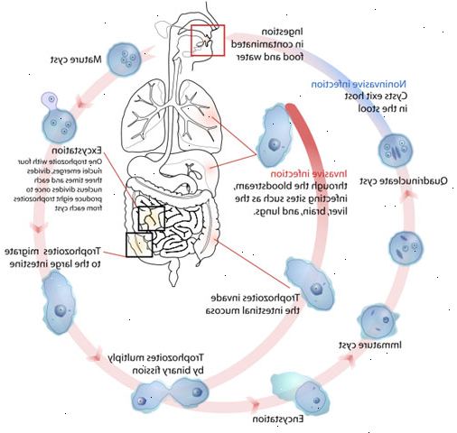 Amoebic punatauti. mikä on amoebic punatauti? Amoebic punatauti. mikä on amoebic punatauti?