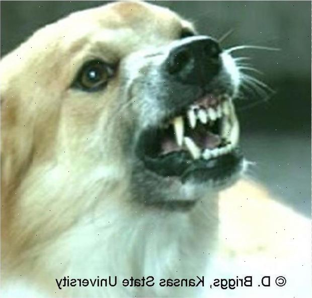 Rabies. miten on raivotauti tarttuu? Rabies. miten on raivotauti tarttuu?