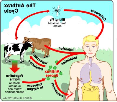 Anthrax. mitä ominaisuuksia pernarutto? Anthrax. mitä ominaisuuksia pernarutto?